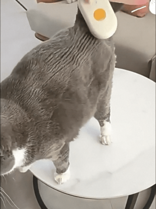 Eine Katzen-Dampfbürste